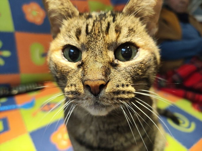 POCO F4 GT foto exemplo 1