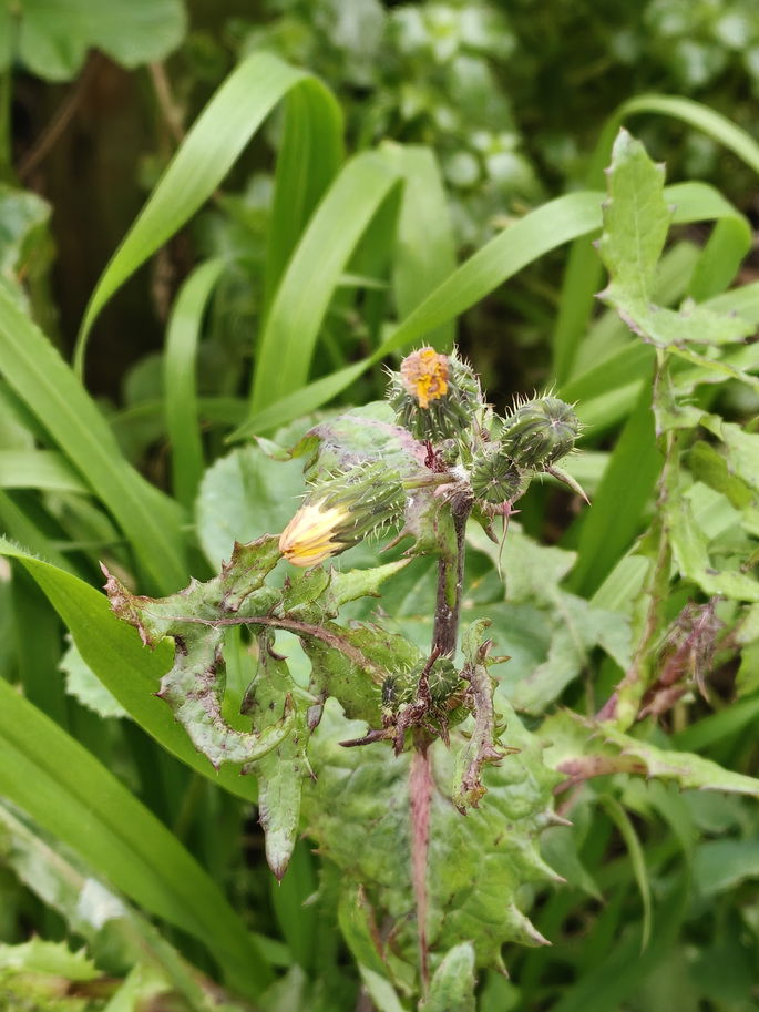 Realme GT8 Pro Comparativo