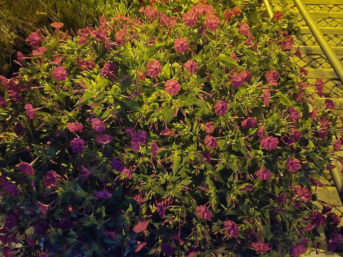 Samsung Galaxy Z Flip6 foto flores