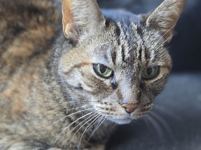 Samsung Galaxy Z Flip6 foto gato