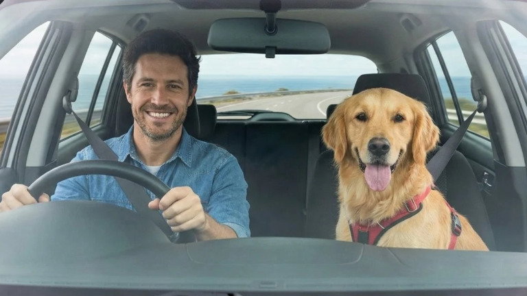 Se conduzes com o teu cão no carro, há uma regra que tens de saber