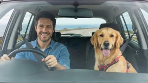 Se conduzes com o teu cão no carro, há uma regra que tens de saber
