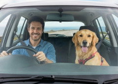 Se conduzes com o teu cão no carro, há uma regra que tens de saber
