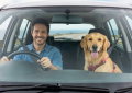 Se conduzes com o teu cão no carro, há uma regra que tens de saber