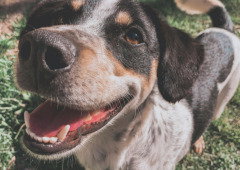 Se fazes estas 3 coisas com o teu cão, pára já. A Ciência explica porquê
