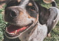 Se fazes estas 3 coisas com o teu cão, pára já. A Ciência explica porquê