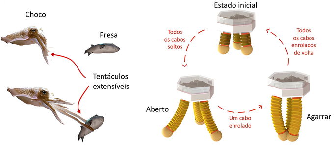 O princípio de funcionamento das garras simula os tentáculos de um Choco