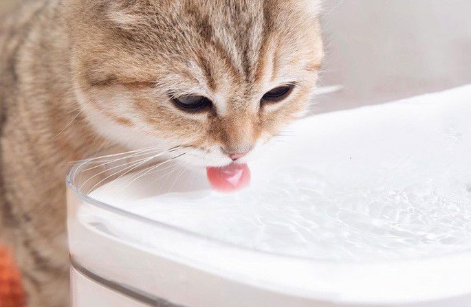 Dispensador de água da Xiaomi para gatos e cães