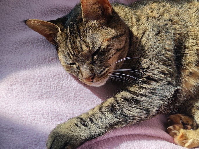 Foto de gato