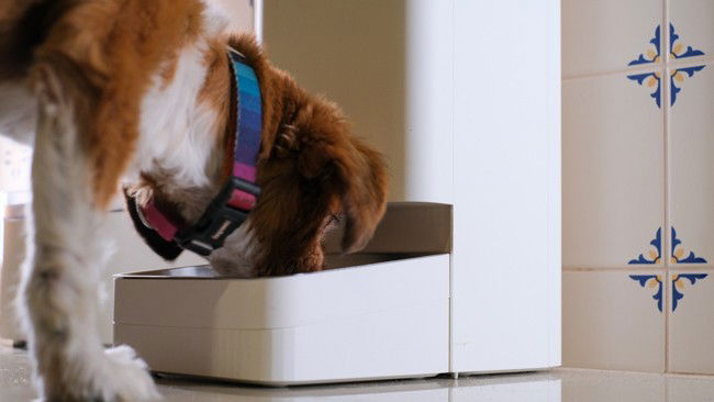 alimentador automático Xiaomi Pet Feeder